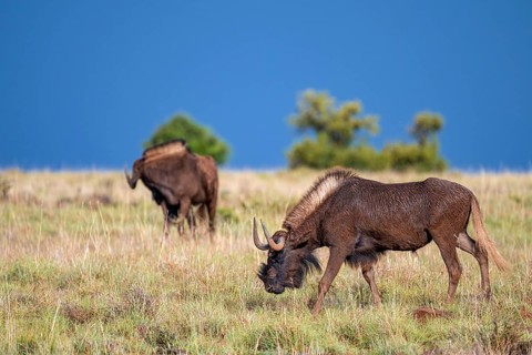 White-tailed wildebeest (Connochaetes gnou), adult, Mountain Zebra National Park, Eastern Cape,