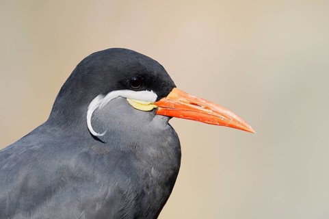 Inca tern (Larosterna inca), portrait, in captivity, found in South America