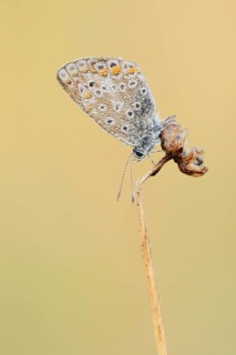 Common Blue (Polyommatus icarus), female with a dewdrop, North Rhine-Westphalia, Germany
