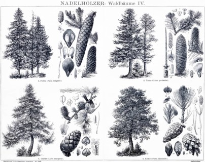 Conifers, trees and their fruits, forest, biology, spruce (Picea vulgaris), fir (Abies pectinata),