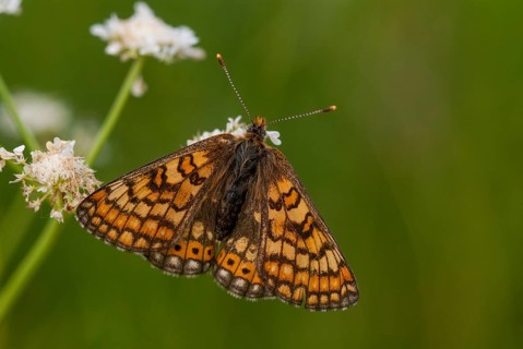 Bite-check moth, abbise-tick moth, euphydryas aurinia, eurodryas aurinia, golden cheekmoth, marsh