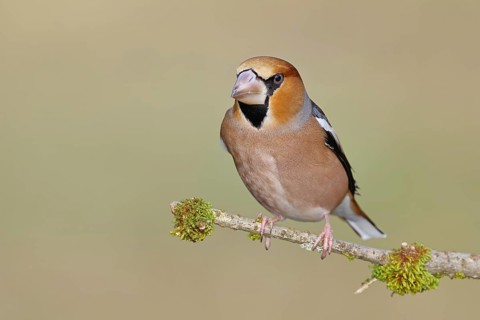 Hawfinch (Coccothraustes coccothraustes), male, perched on a moss-covered branch, North