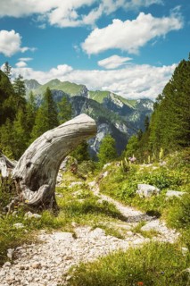 Scenic dirt hiking path winding through green alpine meadow weathered tree trunk pine forest