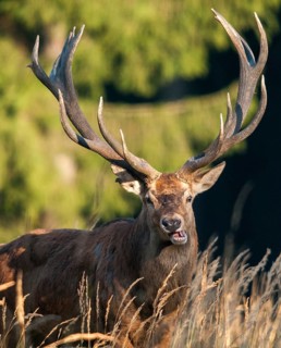 Artiodactyla, Cervus Elaphus, even-toed ungulate, cloven-hoofed, red deer, deer, high size, deer,
