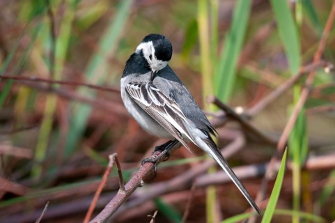 Wagtail, motacilla alba, white wagtail, birds, plumage, passeri, preening, songbirds, birds