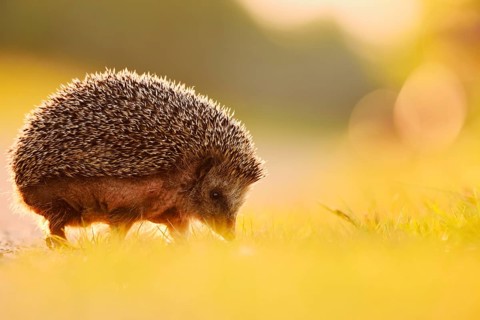 Brown-breasted hedgehog or Western European hedgehog (Erinaceus europaeus), North Rhine-Westphalia,