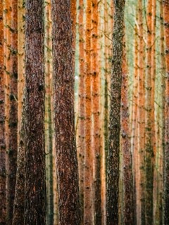 Red and orange in a pine forest, Nossentiner Schwinzer Heide nature park Park, Mecklenburg-Western