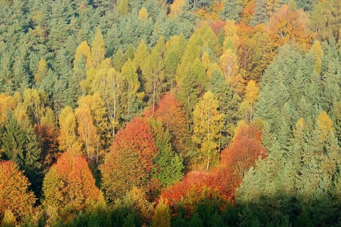 Mixed forest in autumn, Saxon Switzerland, Elbe Sandstone Mountains, Saxony, Germany