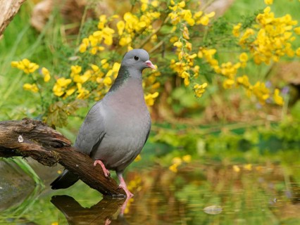 Eurasian stock dove (Columba oenas), perched on a root by the water, Solms, Hesse, Germany
