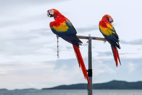 Scarlet Macaws (Ara macao), Jomtien, Thailand