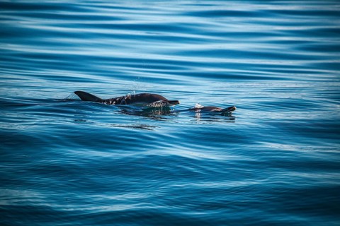 A dolphin splashes water as it swims in the blue ocean, a short-beaked common dolphin (Delphinus