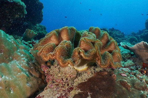 Golden-brown, curved mushroom-shaped leather coral (Sarcophyton glaucum), leather coral, in a