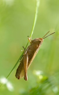 Acrididae, Caelifera, Chorthippus dorsatus, field locusts, gomphocerinae, short-feeler, steppe
