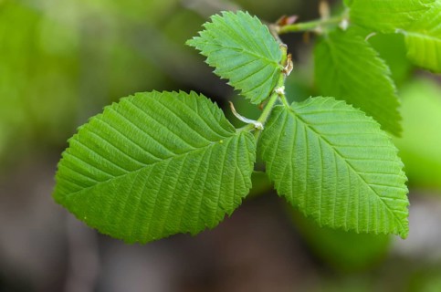 Mountain elm, elm tree, elm family, elm glabra, bellicose, wych elm, flora, plants, plants