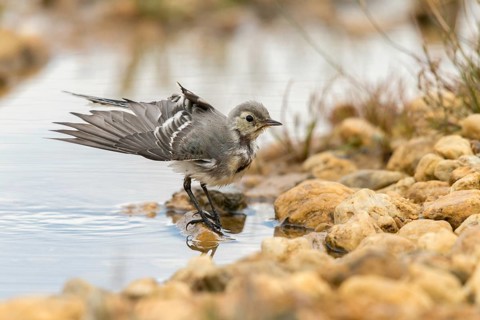 Wagtail, Motacilla Alba, White Wagtail, Bath, Bird Bath, Birds, Adolescent, Juvenile, Passeri,