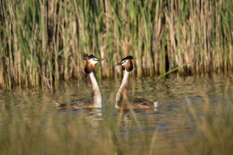 Granelli, Great Crested Grebe, Italy, Pantano Cuba Lagoon, Pantani Cuba and Longarini, Podiceps