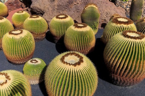 Lanzarote, Canary Islands, Spain, Europe, Cesar Manrique Jardin de Cactus near Guatiza, Large round