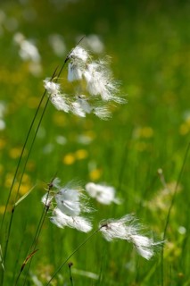 Cyperaceae, Eriophorum angustifolium, sour grass, narrow-leaved cotton grass, common cottongrass,