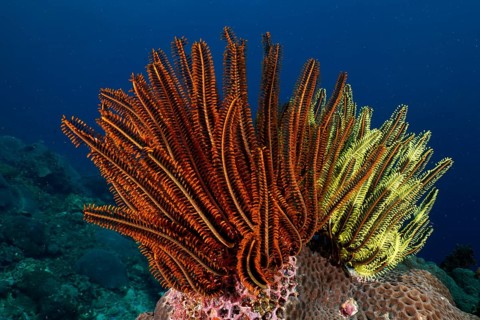 Bushy feather stars (Comaster schlegelii), in shades of orange and yellow, tower above the coral in