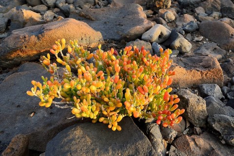Desfontaines' rock cress (Tetraena fontanesii, Zygophyllum fontanesii) on the rocky coast,