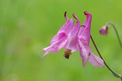 Common Columbine (Aquilegia vulgaris), pink flower at the edge of the woodland, in spring,