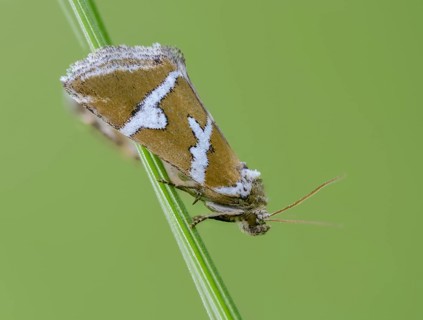 Deltote Bankiana, silver owl, silver-striped grass moth owl, insects, moths, moths, butterflies,