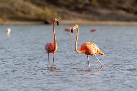 Cuba flamingos (Phoenicopterus ruber), Curacao