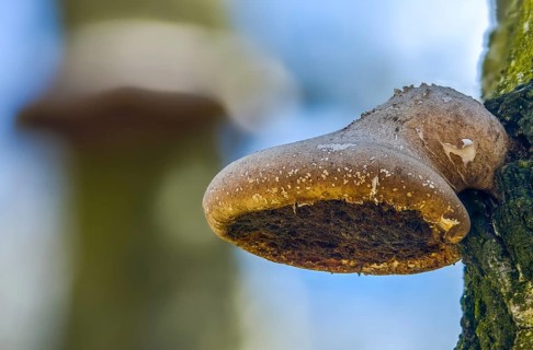 Birch Porling, Birch Sponge, Birch Tongue, Fomitopsis Betulina, Piptoporus Betulinus, Birch