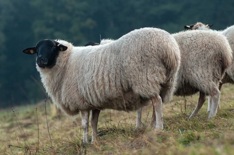 Artiodactyla, domestic sheep, even-toed ungulate, domestic sheep, Ovis Gmelini aries sspec.,