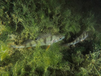 Two fish, European perch (Perca fluviatilis), are swimming amongst dense algae in a green