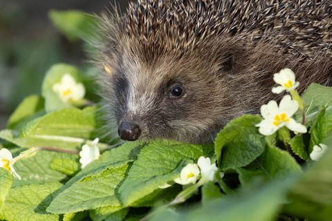 European hedgehog (Erinaceus europaeus) adult mammal on a flowering wild primrose garden flower in