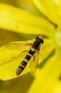 Common long hoverfly, common pencil hoverfly, diptera, high size, portrait format, insects,