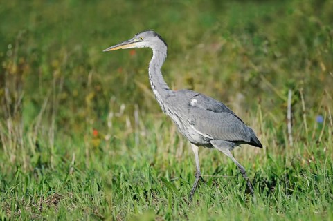 Grey heron (Ardea cinerea) in a meadow, North Rhine-Westphalia, Germany
