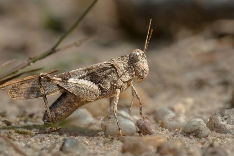 Blue-winged wasteland scare, caelifera, short-feeler scare, Oedipoda caerulescens, Oedipodinae,
