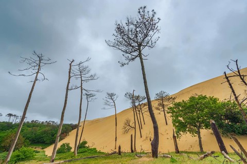 Dead trees in the forest area off the Dune du Pilat near Arcachon on the Atlantic, France