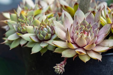 Houseleek (Sempervivum), Netherlands