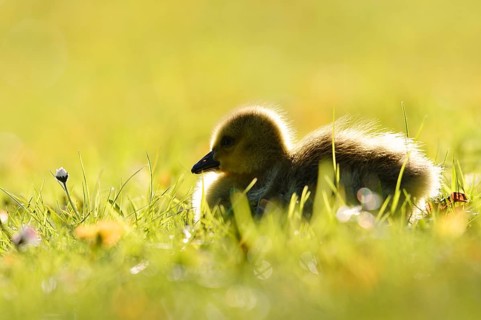 Canada Goose (Branta canadensis), a chick sitting backlit in a meadow, North Rhine-Westphalia,