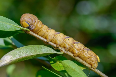 Acherontia atropos, death's-head hawkmoth, greater death's head hawkmoth, sphingidae, skull