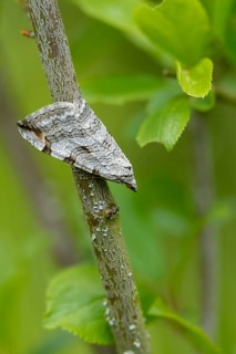 Aplocera plagiata, defoliating moth, large St. John's wort tensioner, St. John's wort inchworm,