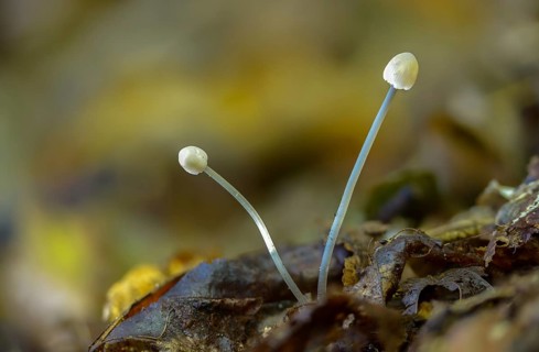 Agaricus polygrammus, mycena polygramma, grooved helmet, fungi, fungus, grooved bonnet, mushrooms