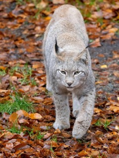 A lynx in autumn leaves, Wildpark Bilsteinhöhle, Sauerland, North Rhine-Westphalia, Germany