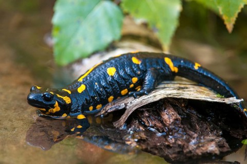 Fire salamanders, fire salamanders, salamandra salamandra, amphibians, amphibians, caudata,