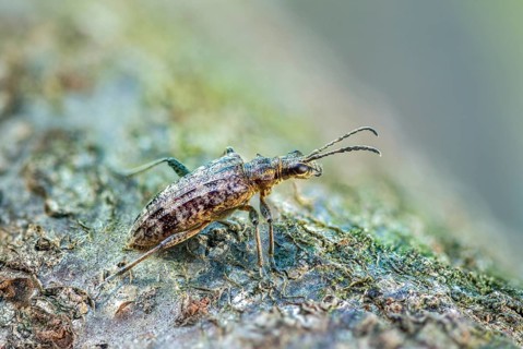 Small pintrestle, rhagium inquisitor, shotbuck, sensing pindeer, beetle, coleoptera, insects,