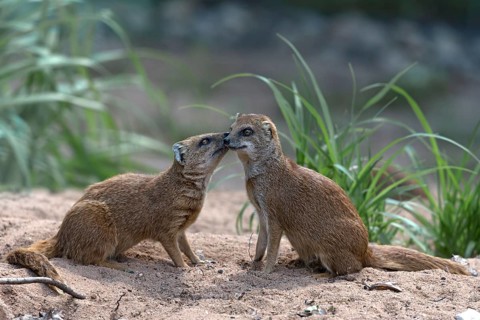 Pygmy mongooses (Helogale), Nuremberg Zoo, Middle Franconia, Bavaria, Germany