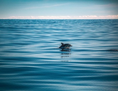A solitary dolphin swims calmly on the surface of the water in the open sea, a short-beaked common