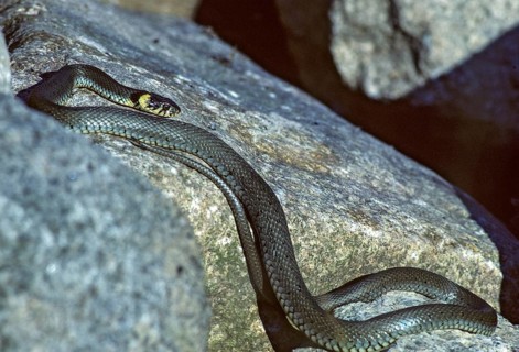 Grass Snake, Natrix Natrix, Grass Snake, Critters, Reptilia, Reptilia, Ringed Snake, Snakes, Water