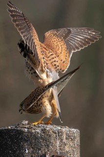 Falco tinnunculus, Common Kestrel, kestrel, birds, falcon, falconiformes, falcons, birds of prey,