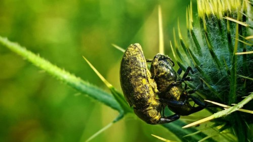 Two beetles (Curculionidae), greater thistle weevils (Larinus sturnus), mating on a prickly plant –