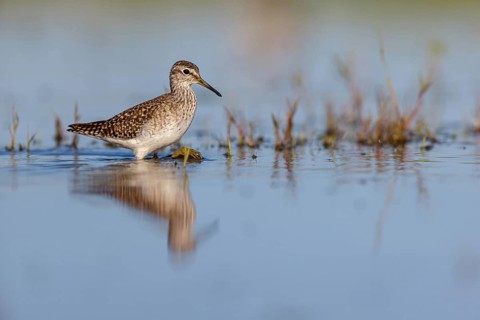 Wood sandpiper (Tringa glareola), Chevalier sylvain, Andarríos Bastardo, Raysut, Salalah, Sohar,