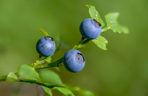 Bickberry, blueberry, ericaceae, European blueberry, heather family, blueberry, mollberry,